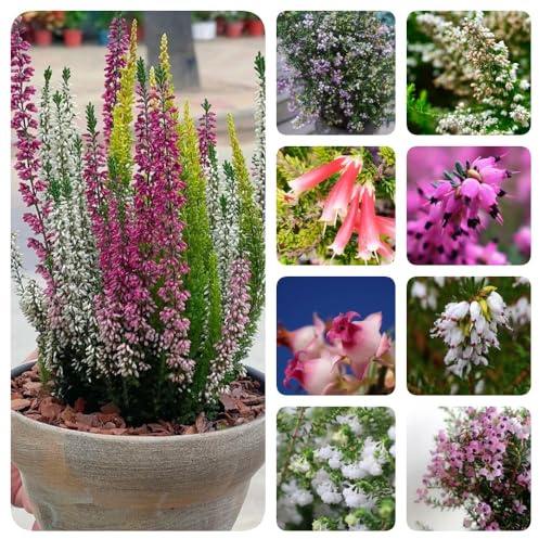 Heidekraut, büropflanzen zimmerpflanzen balkonpflanzen blumensamen balkongewächshäuser blühende sträucher winterhart geschenke für gartenliebhaber exotische seltene stauden 30Samen