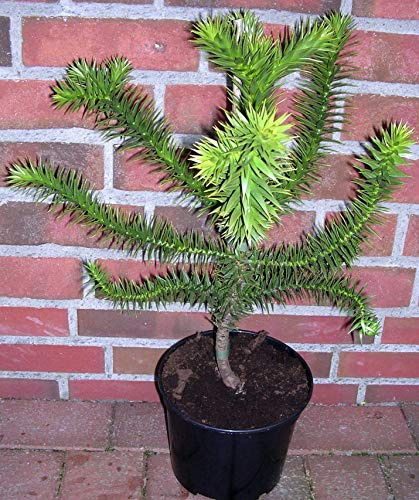 Araucaria Araucana Schmucktanne, Affenbaum, Affenschaukel, Andentanne, Winterharte Pflanze, Höhe: 70-80 cm