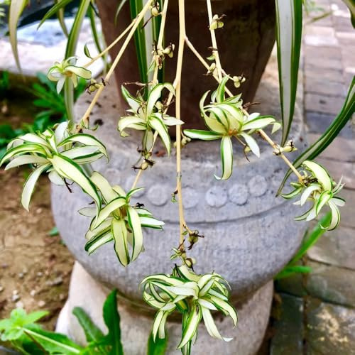 GrünlilieSamen - exotische bio Grünlilie Chlorophytum comosum, balkonpflanzen bio büropflanzen stauden winterhart mehrjährig exotische 30pcs