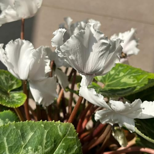 ciclamino per l' di balcone insoliti recisi il giardino 500semi