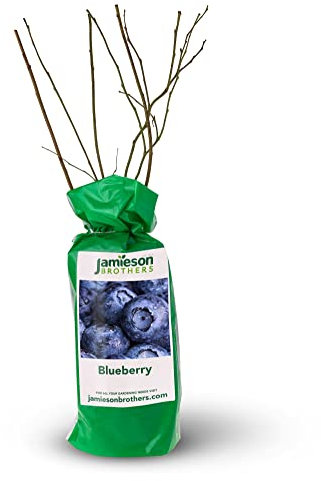 Jamieson Brothers Spring Planting Bare Root Premium Fruit Bush/Shrub - Ideal for Grow Your Own Fruit Tree - Can be Grown in pots of Soil (Blueberry)