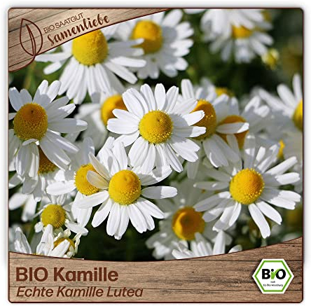 Samenliebe BIO Kamille Samen alte Sorte Echte Kamille Lutea Wildkräuter Bienenpflanze weiß 3000 Samen samenfestes Kräuter Saatgut für Küche indoor und Balkon Garten BIO Kräutersamen mehrjährig