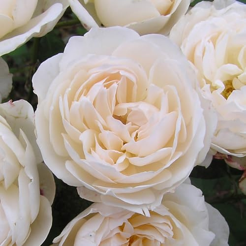 YouGarden Harkness Rose 'Guardian Angel', Established Plant in 3-4 Litre Pot, Ready to Plant, Fragrant Shrub Rose to Grow in Pots, Beds, and Borders, Summer to Autumn Flowering Rose Plant