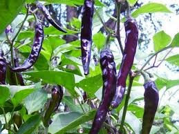 Heirloom Heritage hot Chile Pepper Seeds. Cayenne Purple Certified Organic Grower