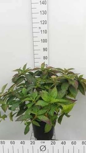 Hydrangea serr. 'Bluebird' - Hortensia 'Bonnet De Dentelee' 40-60 cm en pot