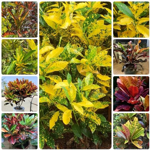 Semi di arbusti miracolosi, da giardino roccioso resistenti arbusti a crescita rapida semi di d'appartamento rare da esterno 60pcs