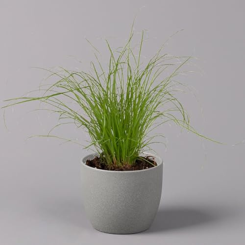 Katzengras ungespritzt, Topf-Ø 12 cm, 3er-Set