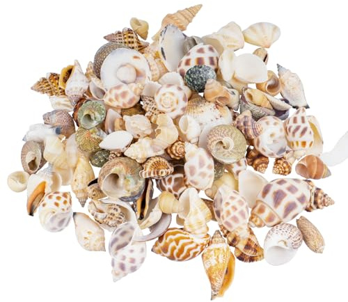 SZSIQI 0,5 kg Conchas de Mar Decoracion, Conchas Marinas, 0,5-3 cm Adornos de Baño, Playa de Decoración de Peceras Bodas Fiestas Playeras Rellenos de Jarrones de Acuario Manualidades DIY
