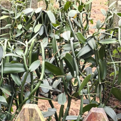 orchidea vaniglia - Vanilla planifolia giardino interni semi selvaggio giardino semi perenni interni esotici estate reale 100pcs
