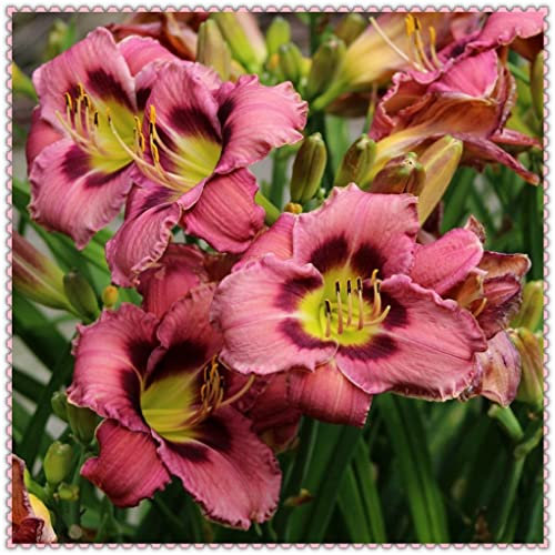 Daylily Hemerocallis bulbi bulbi di Hemerocallis resistente facile da sopravvivere