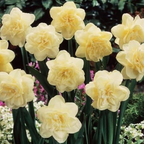 Narciso bulbi,piante erbacee perenni,Narcisi bulbi rosa,narciso fiore bulbi,Narcisi bulbi mix,bulbi di fiori doppi, bulbi belli e sani,daffodil bulbi(senza semi,non artificiali)-4bulbi-G