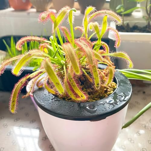 sonnentau büropflanzen kräutersamen wildkräuter kräuterpflanzen blumensaat winterharte stauden mehrjährig gartenkräuter dachbegrünung blumensamen dekopflanzen winterharte kübelpflanzen 250samen