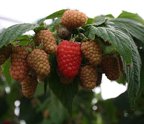 1 PIANTA di Lampone Rosso Amira VARIETA' Molto PRECOCE