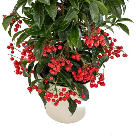 Ardisia Crenata Natural Arbusto de Navidad que Transformará tu Espacio Exterior