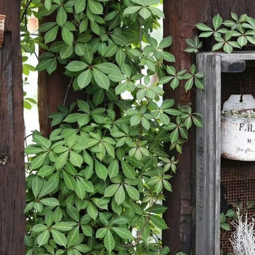 Semi di vite selvatica - raro verdi da balcone sospesa rampicanti resistenti per gli amanti del giardino prodotti sostenibili organico decorazioni 150pcs