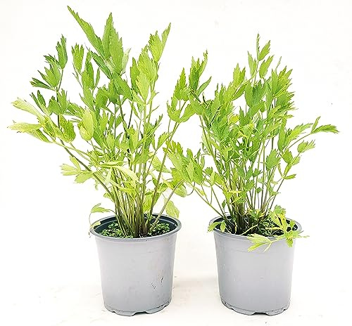 POWERS TO FLOWERS - LEVISTICO, SEDANO DI MONTE BIO, 2 PIANTE, VASO 14CM, piante vere