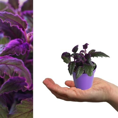 Carbeth Plants - 2 x Gynura aurantiaca Purple Passion Mini Indoor Plant in 6cm Pots - Real Evergreen Fast Growing Foliage Houseplant - Eye Catching Velvet Plant Ideal for Bathroom & Bedroom Decor