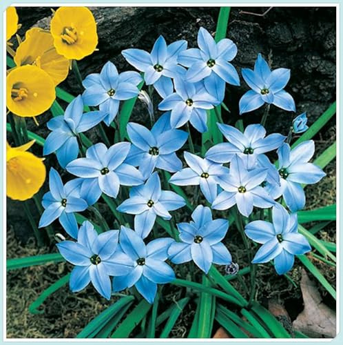 Bulbos de Lirio de Lluvia-Zephyranthes cándida bulbos- Resistente a la Sequía - Ideal para Borduras y Rocalizas-5 Bulbos-C