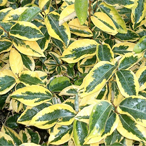 Wintergrüne Ölweide 'Gilt Edge' - Elaeagnus Ebbingei 'Gilt Edge' - 30-40 cm Topf - Goldgelb gerandete Blätter