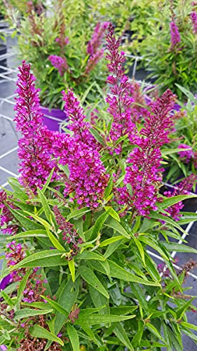 Buddleia davidii 'Butterfly Tower' ® / Arbre aux papillons colonnaire/Conteneur de 3 à 4 litres