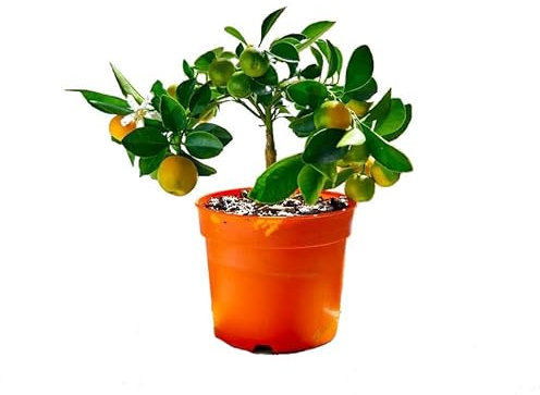 Naranjo Enano Natural Árbol Perfecto para la Casa