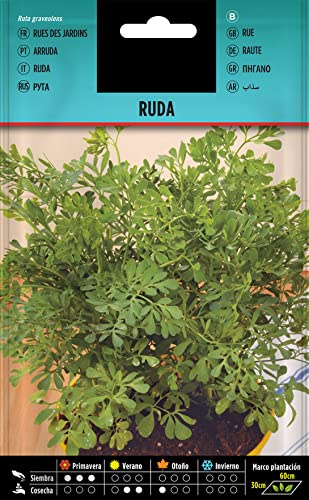 Semillas de Plantas de Ruda (Ruta Graveolens) Semillas Naturales