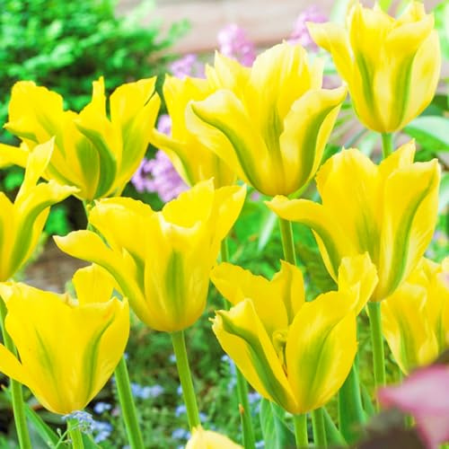 Seltene Tulpen Winterharte mehrjährige Leicht zu züchten Gärten Geschenk bereit-10zwiebeln-c