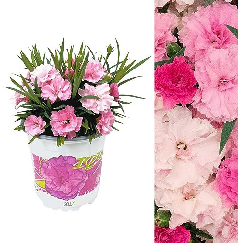 Dianthus 'I Love You' Plant in a 10cm Pot - Stunning Semi Evergreen Carnation Plant for The Garden