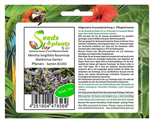 Pcs - 10x Mentha Longifolia Rossminze Waldminze Jardin Plantes - Graines B1343 - Seeds & Plants Shop by Ipsa