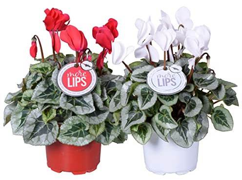 Pack de 2 Plantas de Cyclamen Buen Tamaño Flores Colores Plantas de Invierno