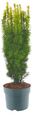 Harro's Pflanzenwelt Taxus baccata David - Gelbe Säuleneibe 'David'
