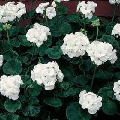 Nouveau frais 100pcs graines de fleurs de géranium