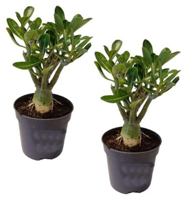 Plant in a Box - Adenium Obesum - Pokon - Set di 2 - Rosa del deserto - Vaso 10,5cm - Altezza 25-40cm