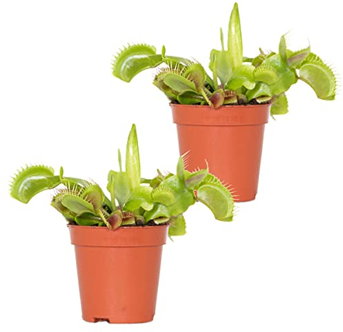 2x Dionaea Muscipula – Fleischfressende Pflanze – Pflegeleicht –⌀6 cm – 05-10 cm