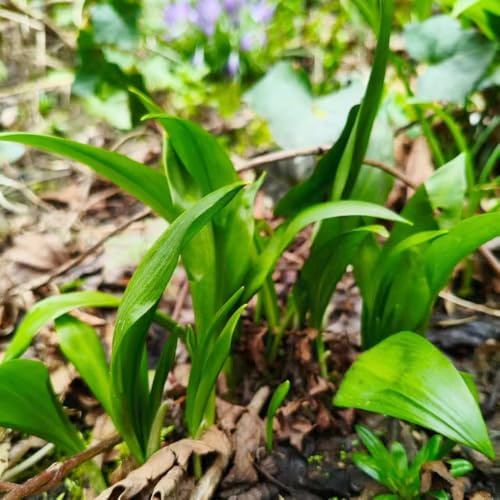 ajo silvestre - orgánicas cubrir el suelo semillas de ajo silvestre de jardín interior Jardín cubrir el suelo en balcón 60semillas