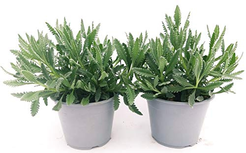 POWERS TO FLOWERS - LAVANDA DENTATA, 2PIANTE, VASO 14CM, piante vere