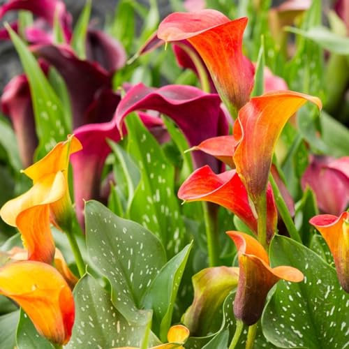 Calla Lily Bulbs-Calla Lily Bulbs for Planting Now UK,Garden Flowers,Wedding Flowers,Hardy Perennial,Plant Bulbs-6bulbs-e