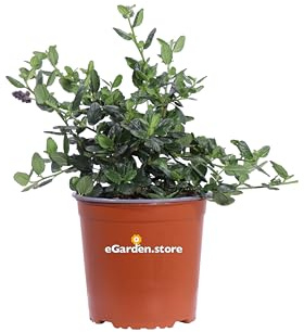Pianta di Ceanoto Pianta di Ceanothus pianta da esterno pianta da giardino cespuglio di Ceanoto pianta ornamentale di Ceanothus pianta vera venduta da eGarden.store (Griseus Horizontalis Yankee Point)