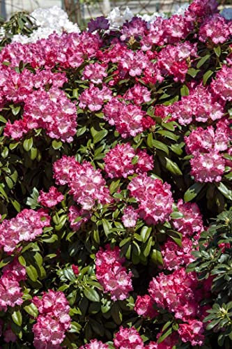Rhododendron yak. 'Morgenrot' 30-40 cm - Rhododendron, rosarote Blüten, Blütezeit April-Mai, ideal für Halbschatten, immergrün, winterhart