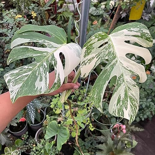monstera del balcone resistente decorazione medicinale giardino del balcone semi per letti elevati giardino rocce semi interni bonsái 120pcs