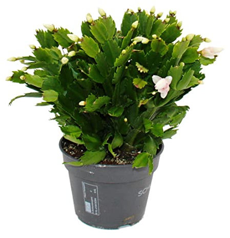 Exotenherz - Grand cactus de Noël - Schlumbergera - XXL - Pot de 17 cm - env. 25-35 cm de haut - fleurs blanches
