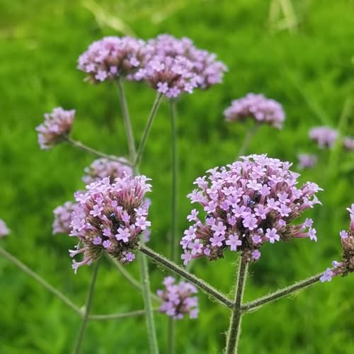 eisenkraut - verbene gartendeko für draußen wildblumen Verbena officinalis steingartenpflanzen seltene küchenkräuter balkonblume blumenwiese zimmerbonsai kräutersamen exotische 900samen