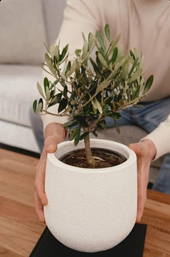 Oleo Europeo- Olivo pre Bonsai - Olivo Mediterraneo- Olivo Prebonsai en tarrina de Ø20cm | Planta natural de interior o exterior en maceta | Oleo Europeo exotica ULTIMAS UNIDADES