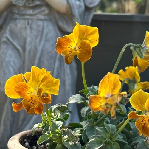 Semi di viola cornuta, semi di Viola cornuta - Le perenni sono per luoghi soleggiati 350pcs