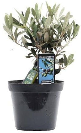 Olivenbaum – Olea europaea – ca. 25cm hoch – Ø13cm – Mediterrane Zimmerpflanze mit dekorativer Flasche – Pflegeleicht & luftreinigend für Zuhause & Büro