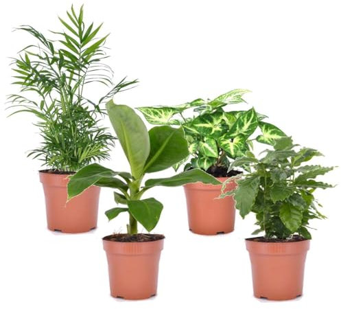 Plant in a Box - Plantes d'intérieur purificatrices d'air - Pokon - Melange de 4 - Musa - Chamadeea - Syngonium - Coffea - Pot 12cm - Hauteur 25-40cm
