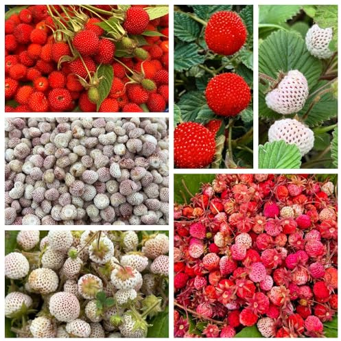 semi biologici di fragola selvatica - balcone interno vecchie varietà, resistenti esotiche 500pcs