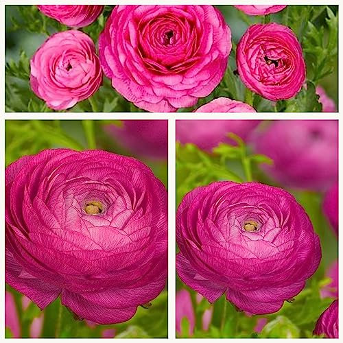 Ranunculus Dark Pink x 30 Flower Bulbs. Beautiful Dark Pink Peony Like Flowers. Stunning in Your Gardens. Easy to Grow