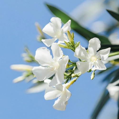 65 piezas Adelfa semillas resistentes - perennes resistentes, del balcon de jardín, semillas de jardín,