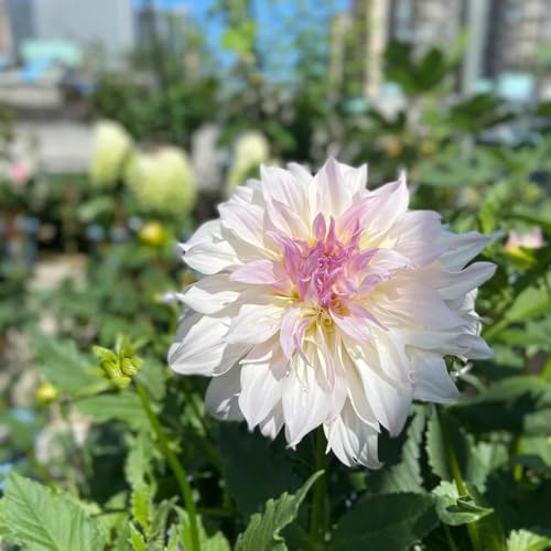 tuberi di dalia resistenti - perenni rare appartamento tappezzanti 4pcs
